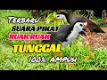 Download Lagu SUARA PIKAT BURUNG RUAK RUAK TUNGGAL AMPUH // SUARA PIKAT JERNIH