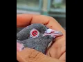 Download Lagu Lal aankh wale kabutar _high flyer pigeon breed 😳👌😘#pigeon #youtube #kabutar #highflyer