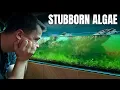 Lagu MASSIVE ALGAE OUTBREAK IN MY STUDIO... EVERY AQUARIUM IS ''INFECTED''