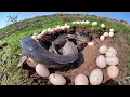 OMG Amazing - Skills man catch fish and pick a lot of eggs by skills hand in pool in water amazing