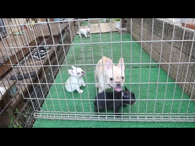 動画