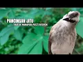 Download Lagu Trucukan GACOR ngalas ROPEL PANJANG suara alam AMPUH buat pancingan jadikan trucuk Gacor GARUDA