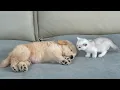 Download Lagu What Does A Tiny Kitten Do When He Finds A Sleeping Golden Retriever Puppy