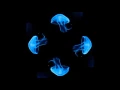 Download Lagu Blue Jellyfish, HoloQuad 3D Holographic Mobile Cell Phone Hologram Videos MMD