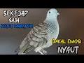 Perkutut Lokal Gacor Suara Besar Cocok Untuk Pancingan Burung Perkutut Agar Bunyi