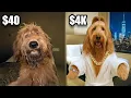 40 vs 4000 Hotels With A Famous Dog