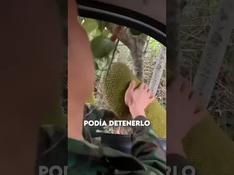 Agarraba Frutas Sin Bajar del Coche 😳