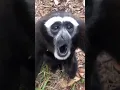 Lagu si amang dengan suaranya #lutung #siamang #monkey #monyet #indonesia