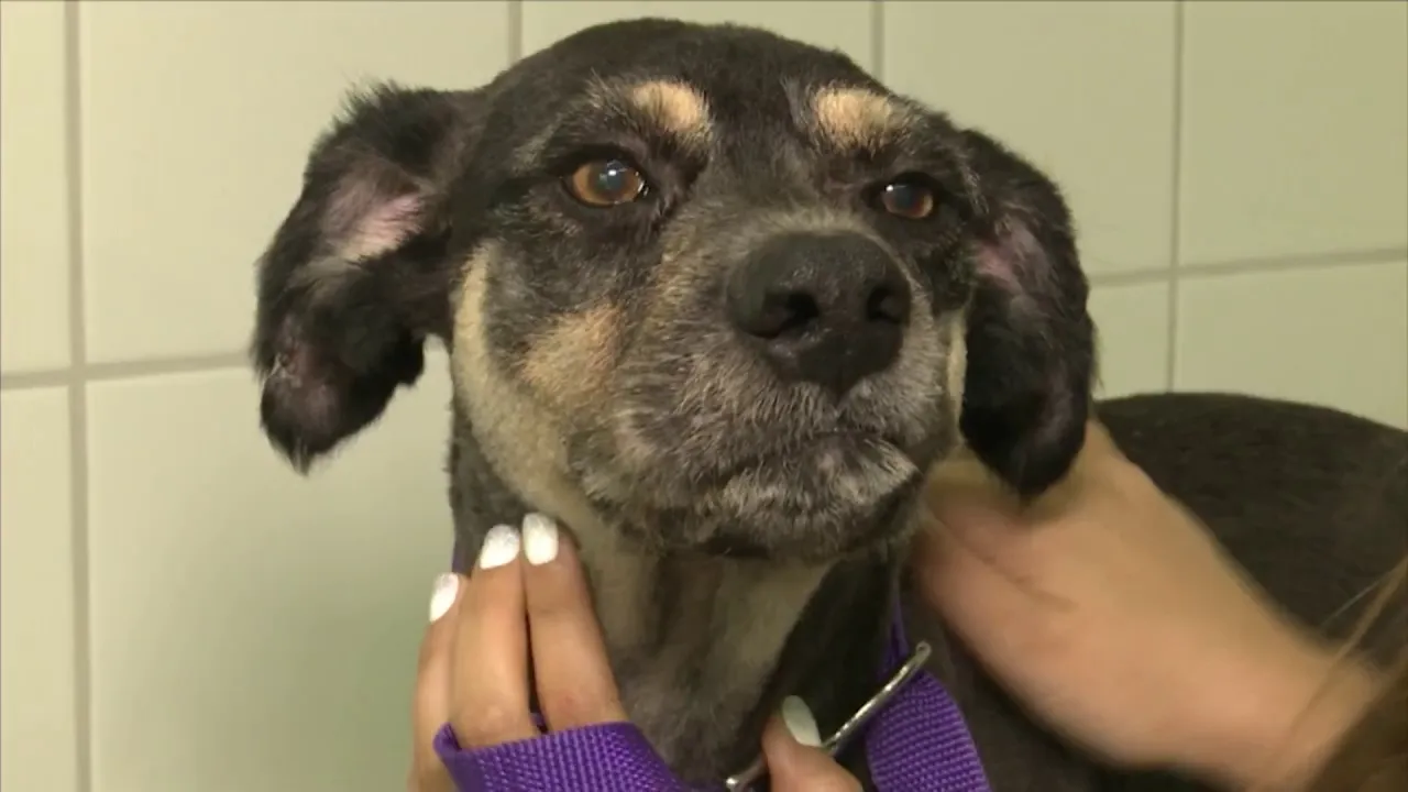 Núcleo do Bem-estar Animal de Criciúma tem site para adoção de pets