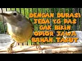 Download Lagu OPIOR JAWA JANTAN GACOR NGEROLL DAN MEMANGGIL_OPIOR MALAS BUNYI AUTO IKUT GACOR @KICAU_CHANEL24