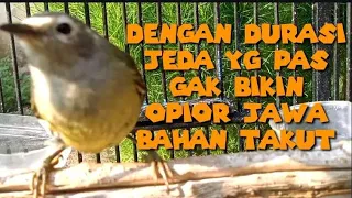 Download OPIOR JAWA JANTAN GACOR NGEROLL DAN MEMANGGIL_OPIOR MALAS BUNYI AUTO IKUT GACOR @KICAU_CHANEL24 MP3