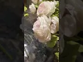 Flowers Alibaba