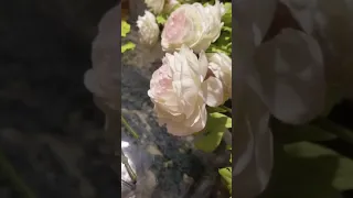 Flowers Alibaba