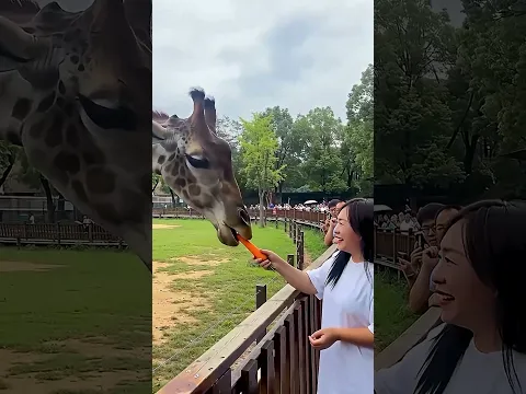 The giraffe got angry