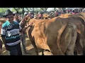 Download Lagu 14 JUTA HAMIL 8 BULAN🔥BABON HAMIL HARGA MURAH | Pasar Sapi Jatirogo