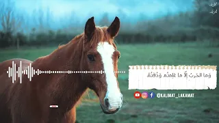 أمن أم أوفى دمنة لم تكلم زهير بن أبي سلمى المعلقة نواف 