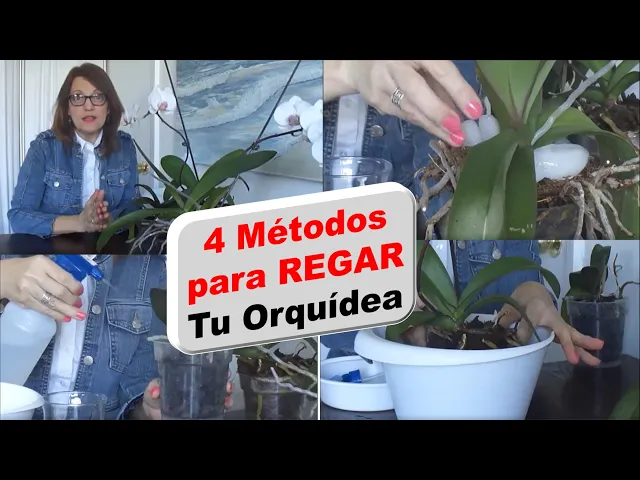 CÓMO REGAR LAS ORQUÍDEAS PHALAENOPSIS EPISODIO 38