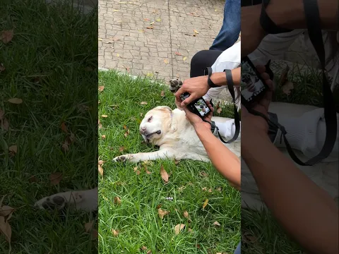 le hice fotos a sus patas 🐶❤️