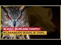 Download Lagu BIKIN MERINDING ! Suara Burung Hantu Eurasian Eagle Owl [SoundBOS]