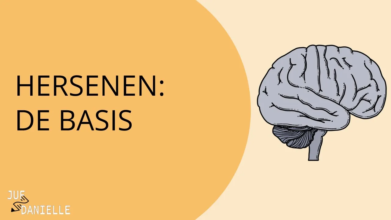 Hersenen: De Basis  |  Anatomie en Functie voor Verpleegkundestudenten