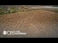 Get lost in the world s largest corn maze