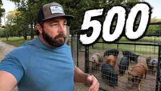 500 Wild Pigs Caught!