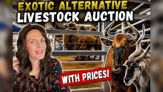 Behind The Scenes Exotic Alternative Livestock Auction