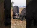 African Buffalo Bulls Fight