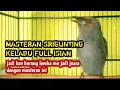 Download Lagu full tembakan.. ‼️srigunting abu abu bongkar isian masteran dan pancingan top