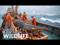 Lagu Wildlife | Tracking the $2.4 Billion Lobster Invasion Spreading Across the Atlantic