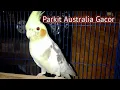 Download Lagu Parkit Australia Gacor || Suara Pancingan Falk