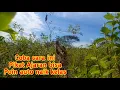 Download Lagu CARA JITU... MELATIH Pikat Kutilang agar Rajin Bunyi saat Mikat/how to train finches to sound