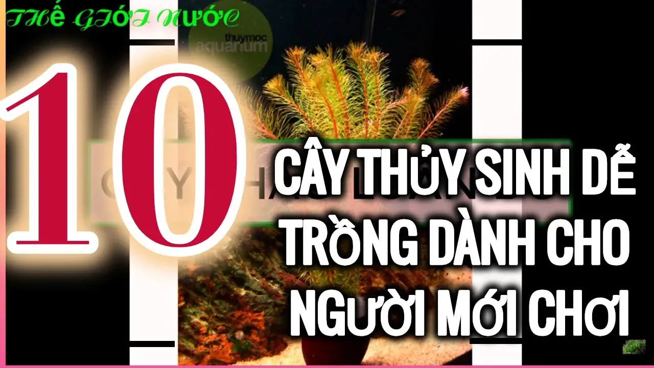 Gợi ý những loại CÂY THỦY SINH DỄ TRỒNG không cần CO2 cho người mới chơi