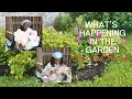 What s Happening In The Garden New Fall Florals