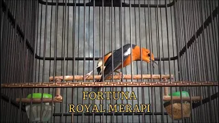 anis merah fortuna materi komplit