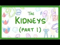 GCSE Biology - How the Kidneys Work