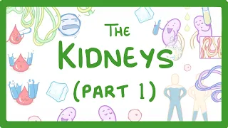 GCSE Biology - How the Kidneys Work