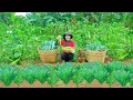 Download Lagu Harvest Homegrown Okra And Dinosaur Kale To Sell At The Market, Germinate Seeds| Tieu Lien Harvest.