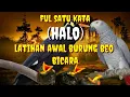 Download Lagu Masteran burung beo-ful halo