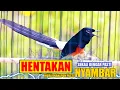 Download Lagu NGAK MUNGKIN DIAM DENGAR HENTAKAN TEMBAKANYA, MURAI APAPUN PASTI NYAMBAR