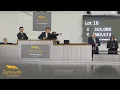 Tattersalls Cheltenham January Sale 2026 Review