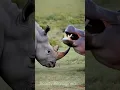 Download Lagu Rhino and Hippo 🦛🦛 Together #animals #animalworld #wildanimals #wildlife #nature #naturelovers #fun