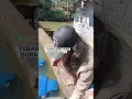Download Lagu Adaptasi Ikan di Kolam Perdana Eps. 1 #fishfarming #smallbusiness #shortsfeed