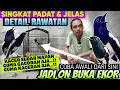 Download Lagu Punya Kacer Cuma WIKPLONG ⁉️ PAKAI CARA INI SAJA, AGAR KACER JADI GACOR BUKA EKOR