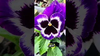 فرصة ازره الان زهرة البانسيه و تمتع بأزهارها طيلة الشتاء و الربيع و الصيف البانسيه Pansy 