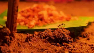 ഉറുമ്പൂട്ടൽ 🌸2023ലെ ഓണക്കാലത്തിലേയ്ക്കു  നമുക്കൊന്ന് തിരിഞ്ഞു നോക്കാം 🌸 Sarang Family Dakshina 