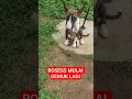 Download Lagu PASKA MELAHIRKAN ‼️ #fypyoutube #anjingpemburu #shortvideo #viralvideo #anjing #puppy #pets #doglife