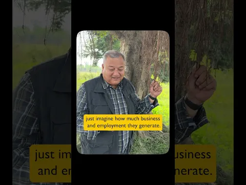 The value of trees goes beyond what we see