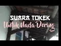 Download Lagu Suara Tokek Untuk Nada Dering