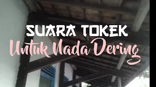 suara tokek untuk nada dering